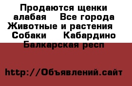 Продаются щенки алабая  - Все города Животные и растения » Собаки   . Кабардино-Балкарская респ.